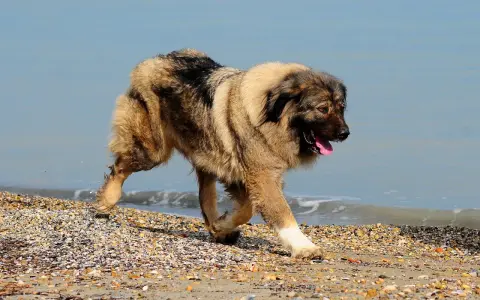 Un majestueux berger de Caucase, à la fourrure épaisse, trotte sur une plage de galets, la langue pendante, près de l'eau bleue.
