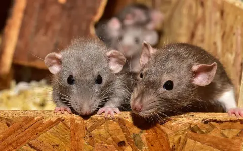 Tres ratas curiosas asoman sus cabezas desde un nido de ratas en el techo, con sus ojos brillantes y bigotes largos.