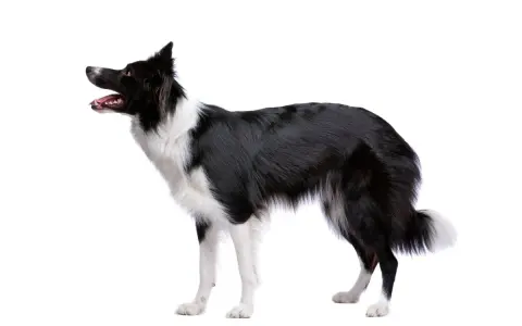Czarny pies rasy border collie z białą sierścią, stojący na białym tle. Jego gęsta sierść jest jego ozdobą.