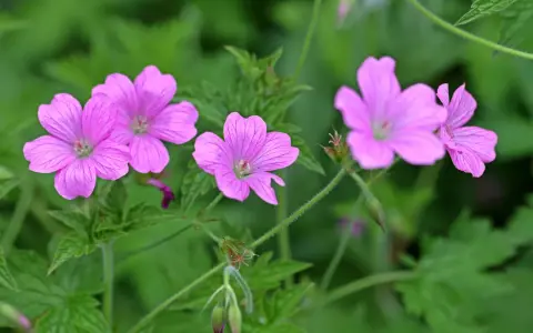 Zarte rosa Blüten von Storchschnabel Bodendecker entfalten sich im satten Grün.