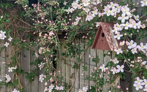 Clematis rankt üppig an einem Holzzaun, ein Vogelhaus hängt zwischen den Blüten. Der ideale clematis standort für diese zarte Pracht.
