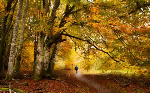 Un senderista camina por un sendero cubierto de hojas en un hayedo de otoño, rodeado de árboles con follaje dorado y naranja.