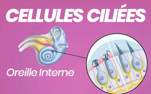 Illustration de l'oreille interne montrant des cellules ciliées avec leurs cils vibratiles, essentiels à l'audition.