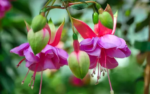 Fleurs de plante fuchsia aux pétales roses et violets, avec des boutons verts pendant.