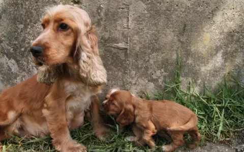 Mama cocker spaniel z szczeniakiem. Zastanawiasz się nad cocker spaniel cena?