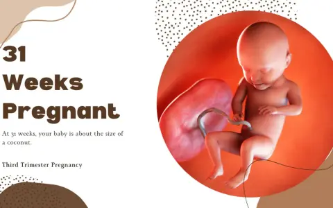 31 ssw: Ein Baby, so groß wie eine Kokosnuss, entwickelt sich im Mutterleib. Dritte Schwangerschaftswoche.