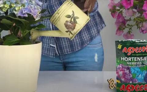 Jaki nawóz do niebieskiej hortensji, aby uzyskać intensywny kolor?