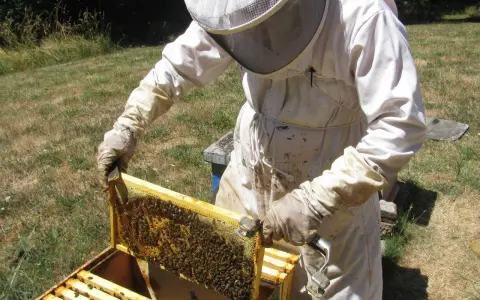 A beekeeper in a protective suit inspects a frame teeming with bees, a scene from a master beekeeper program.