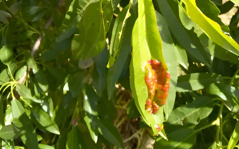 Foglie verdi di mandorlo con macchie rosse e marroni, possibili sintomi di malattie del mandorlo.