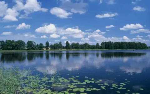 Spokojne jezioro w Polsce, z liliami wodnymi i trzcinami na pierwszym planie, odbijające błękitne niebo z białymi chmurami.