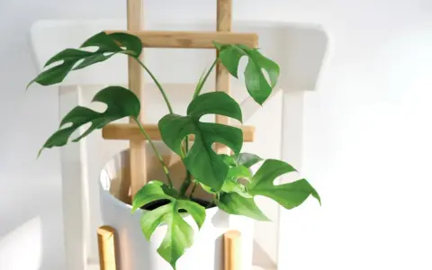 Monstera wsparta na drewnianym stelażu, pokazująca, jak podeprzeć monsterę, by pięknie rosła.