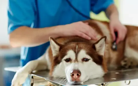 Weterynarz bada psa z wodobrzuszem. Smutne oczy husky patrzą wprost. Ile czasu zostało?