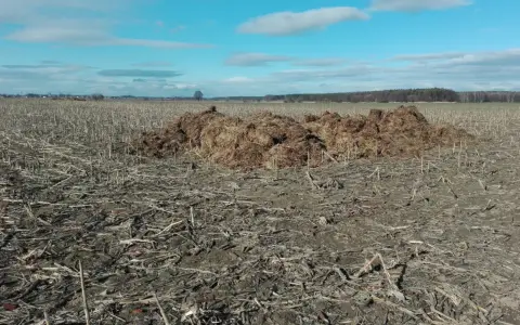 Duża kupa obornika bydlęcego leży na polu po żniwach, gotowa do użyźnienia gleby.