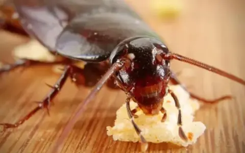 Cucaracha comiendo, un recordatorio de las enfermedades que transmiten las cucarachas.