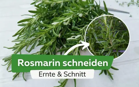 Frischer Rosmarin wird geerntet und geschnitten. Ein Kreis zeigt Nahaufnahme der Nadeln.