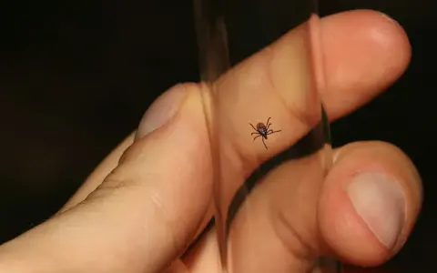 Mała larwa kleszcza na palcu, tuż obok przezroczystej probówki.