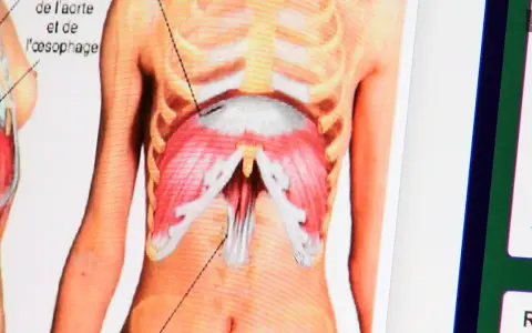 Anatomie du diaphragme, montrant les muscles et les structures adjacentes. Une douleur au diaphragme peut affecter la respiration.