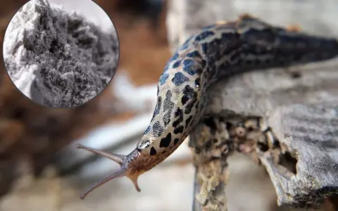 Mączka bazaltowa na ślimaki – naturalny sposób na ochronę ogrodu przed szkodnikami.