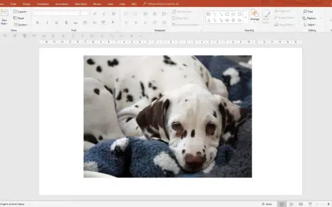 Un cucciolo di dalmata, con il suo manto maculato, riposa su una coperta blu. La crop fotografia cattura la sua espressione dolce e assonnata.