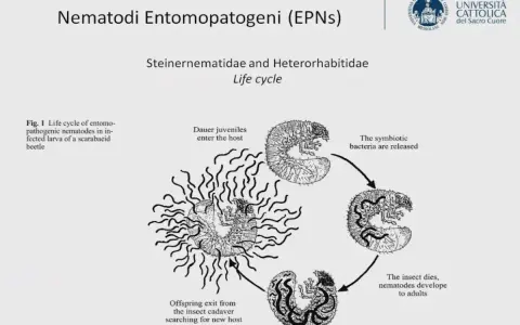 Ciclo vitale di nematodi entomopatogeni: i juvenil entrano nell'ospite, rilasciano batteri, l'insetto muore e i nematodi si sviluppano.