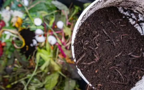 Lombrices en compost, el mejor abono para huerto. Restos orgánicos en descomposición al fondo.