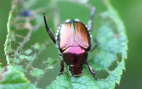A metallic green and copper false Japanese beetle perches on a damaged green leaf, its iridescent shell gleaming.