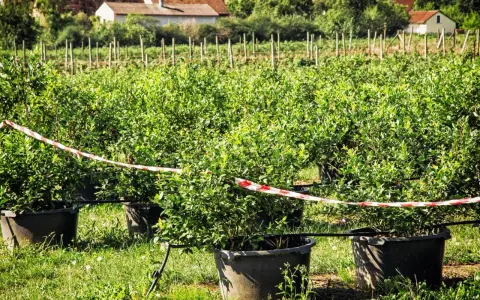 Reihen von jungen Heidelbeerpflanzen in großen Töpfen auf einem Feld. Ein rotes und weißes Absperrband markiert den Bereich. Der Heidelbeere Standort ist gut gepflegt.