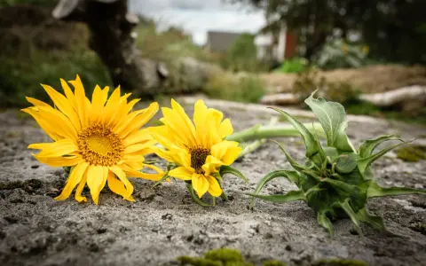 Två solrosor, Helianthus annuus, ligger på en sten. En knopp syns till höger.