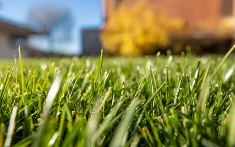 Erba verde brillante, appena trattata con diserbante antigerminello, con gocce di rugiada e sfondo sfocato di casa e alberi.