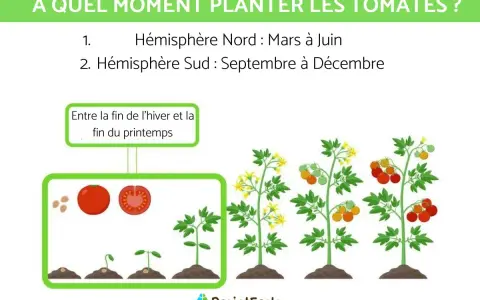 Quand planter les tomates dans le sud ? De septembre à décembre, après l'hiver et avant la fin du printemps. L'image montre les étapes de croissance.