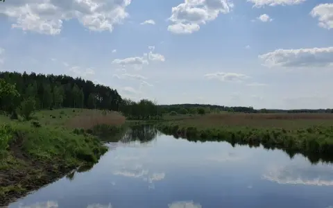 Spokojne jezioro Łańskie odbija błękitne niebo z chmurami. Brzegi porośnięte trawą i trzcinami, w oddali las.