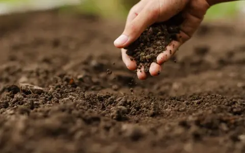 Mano che sparge terra, un passo per capire come rendere acido il terreno per certe piante.