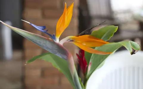 Eine exotische Strelitzie mit leuchtend orangen Blütenblättern und blauem Schnabel. Die **Strelitzie Pflege** ist einfach, wenn sie hell und warm steht.