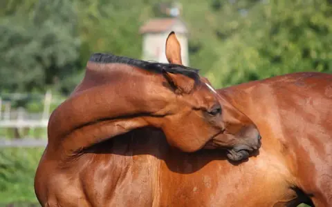 Un cheval brun se gratte le cou avec sa tête, une scène de détente. La crinière noire est visible.