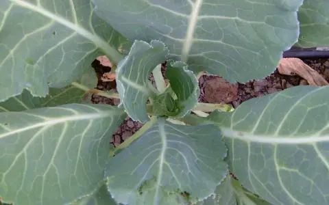 A young collard green plant, showing its large, veined leaves. This is a good time to consider when to harvest collard greens for tender, flavorful leaves.