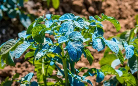 Plantes de pommes de terre traitées à la bouillie bordelaise, leur composition bleue protégeant les feuilles vertes contre les maladies.