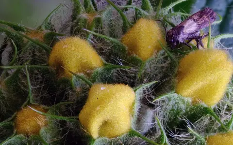 Gros plan d'une plante aux fruits jaunes duveteux et d'un insecte, rendu net grâce au focus stacking.