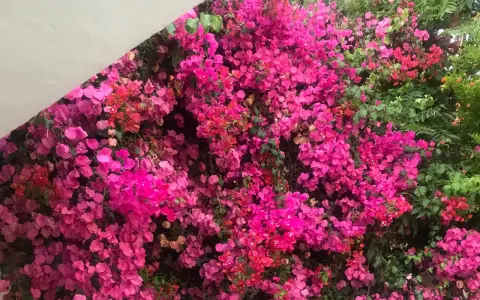 Un muro cubierto de flores vibrantes, un espectáculo cuando florece la buganvilla, con tonos rosados y fucsias intensos.