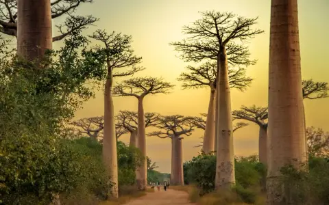 Aleja Baobabów na Madagaskarze. Kiedy jechać? Najlepiej w porze suchej, od kwietnia do października, by podziwiać te majestatyczne drzewa w pełnej krasie.