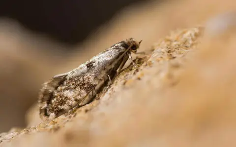 Un petit papillon aux ailes tachetées, peut-être un mite bois meuble, se repose sur une surface rugueuse.
