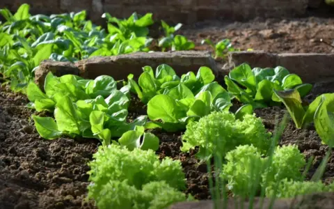 Légumes verts frais, salades et épinards, poussent dans un jardin, parfaits pour que planter mi-ombre mi soleil.