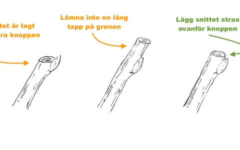 Illustrationer visar hur man beskär ekar. Korrekt beskärning sker strax ovanför en knopp, inte med en lång tapp på grenen.