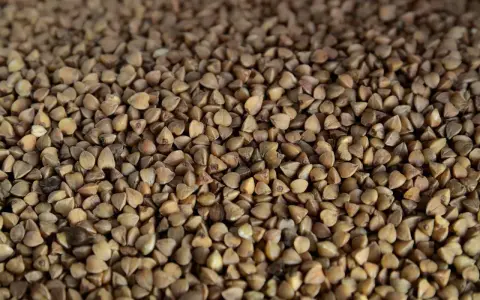 Grains de sarrasin bruns, parfaits pour une alimentation saine. La farine de sarrasin est une excellente source de nutriments et ses calories sont raisonnables.