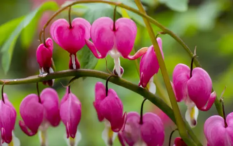A cluster of bright pink flowers, each shaped like a delicate heart, hang from a green stem.