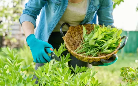 Gartenarbeit: frisches Maggikraut ernten für die Haltbarmachung. Ein Korb voller grüner Blätter wartet.