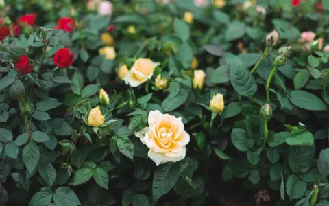 A bush of mini rose plants with red and yellow blooms and green leaves.