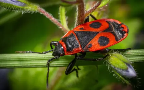 Una cimice rossa, con il suo vivace disegno nero e rosso, si posa su un filo d'erba verde.