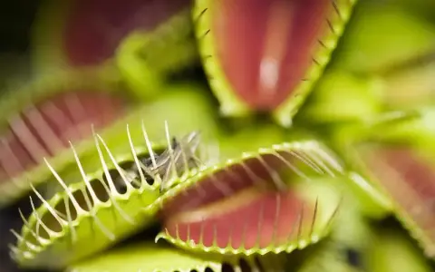 Dionaea muscipula, czyli kwiat na muchy, zamyka swoje pułapki, łapiąc owada. Zielone liście z czerwonym wnętrzem i ząbkami tworzą groźną dla muchy scenę.