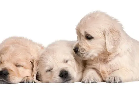 Ile kosztuje golden retriever z hodowli? Poznaj ukryte koszty i różnice
