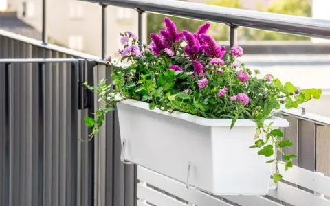 En vit balkonglåda fylld med lila blommor och gröna blad. En slingerkrasse växer vackert över kanten.